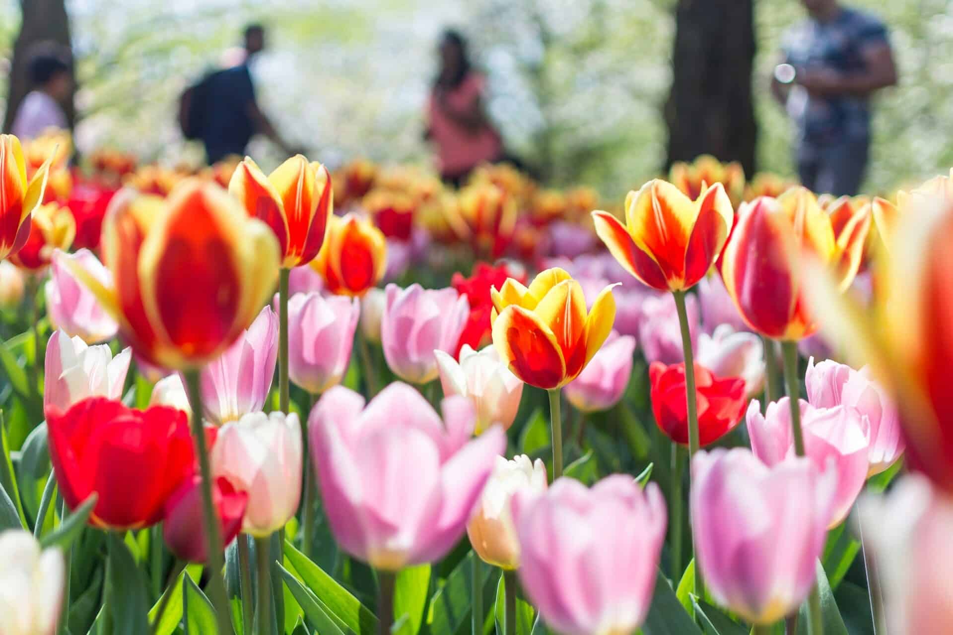 tulppaanikierros amsterdam ()